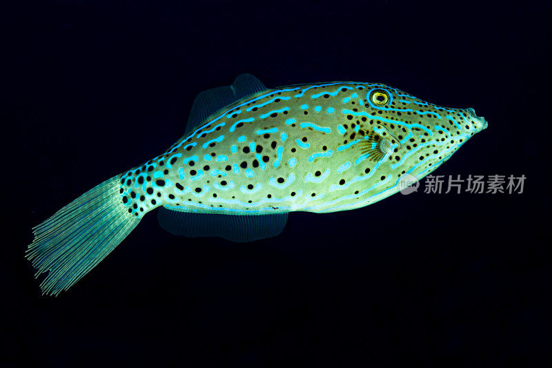 印度尼西亚Pantar岛，美丽的Triggerfish，涂鸦皮夹克Aluterus scriptus